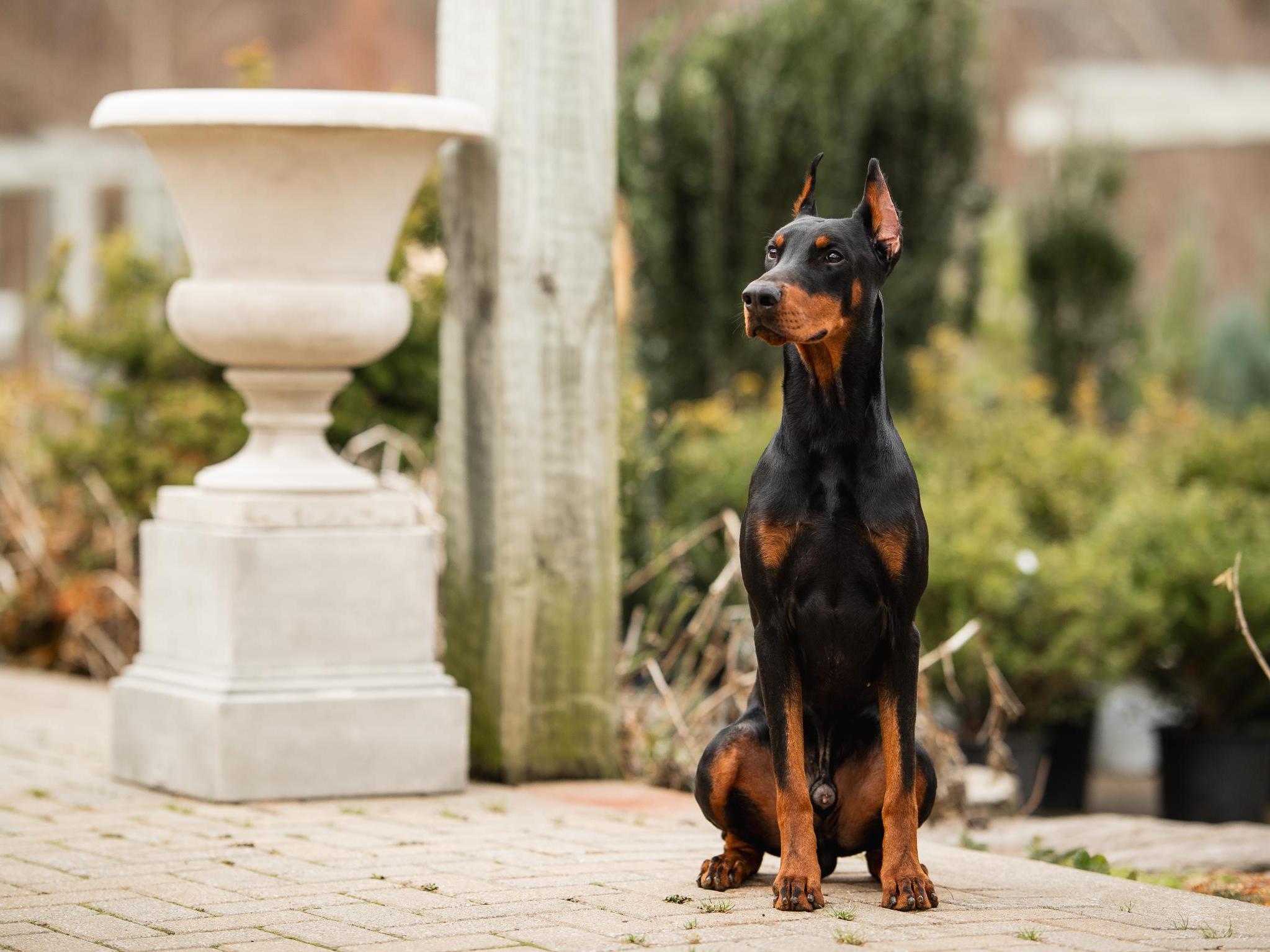 Goggins von Prufenpuden CD Image