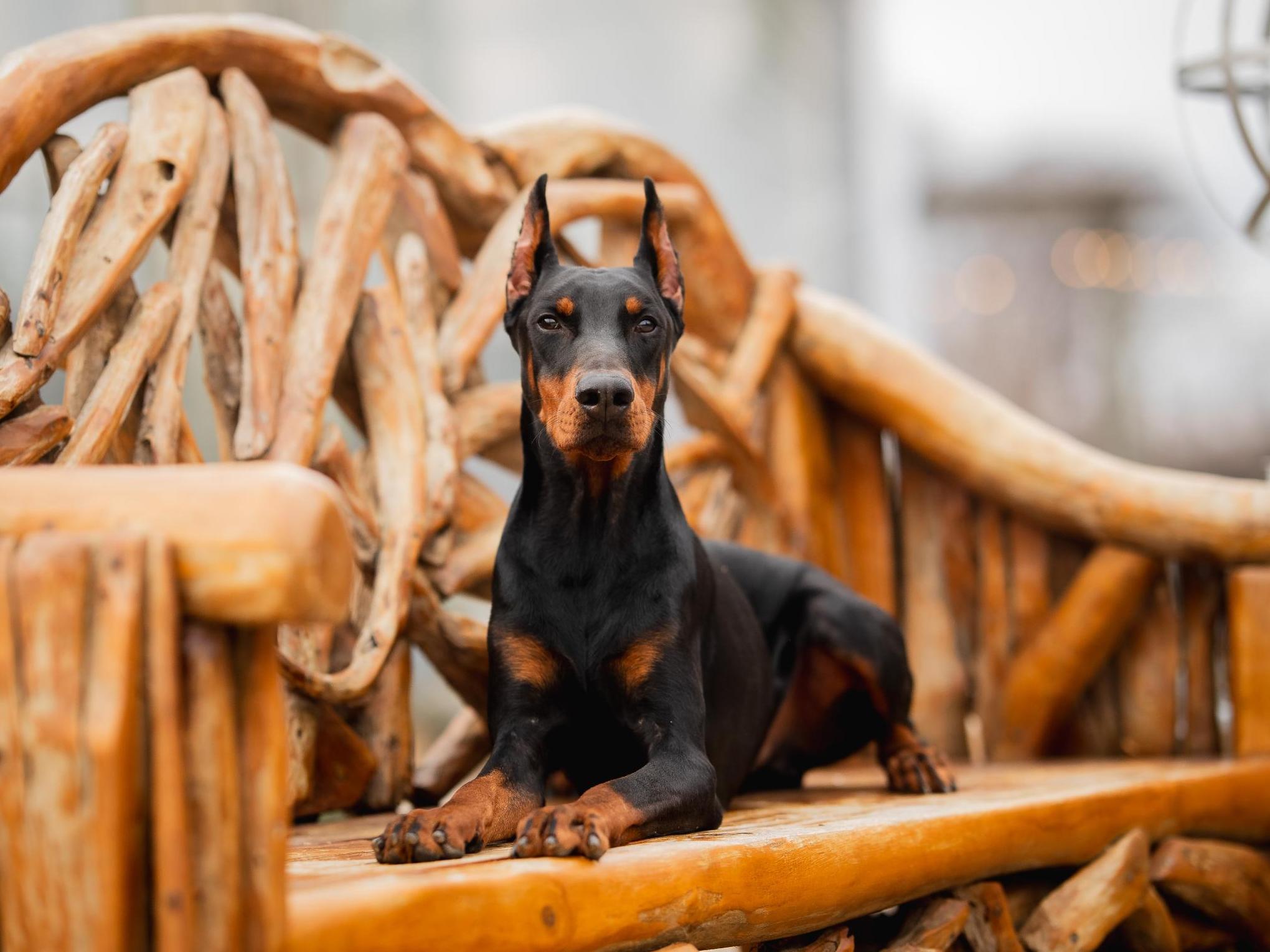 Goggins von Prufenpuden CD Image