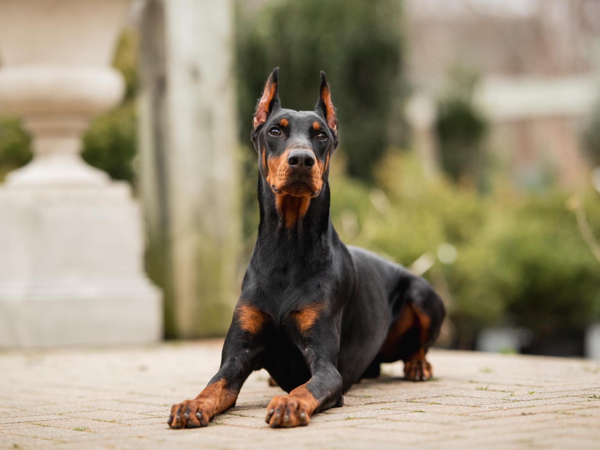 Goggins von Prufenpuden CD Image