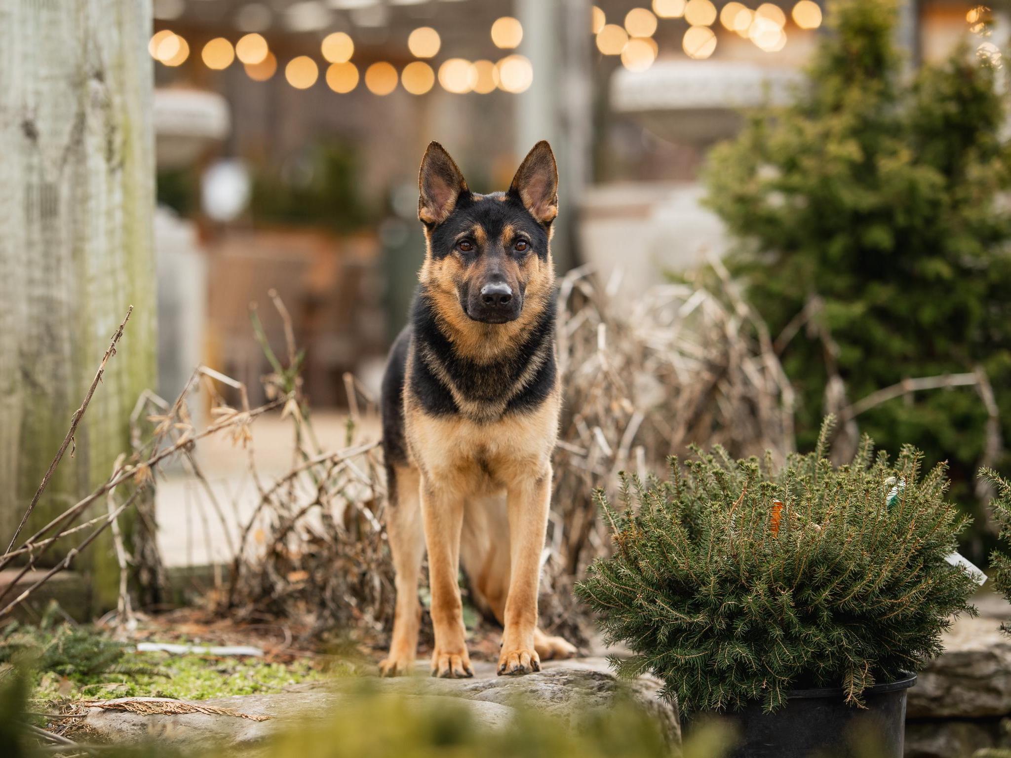 Dierks von Prufenpuden Image