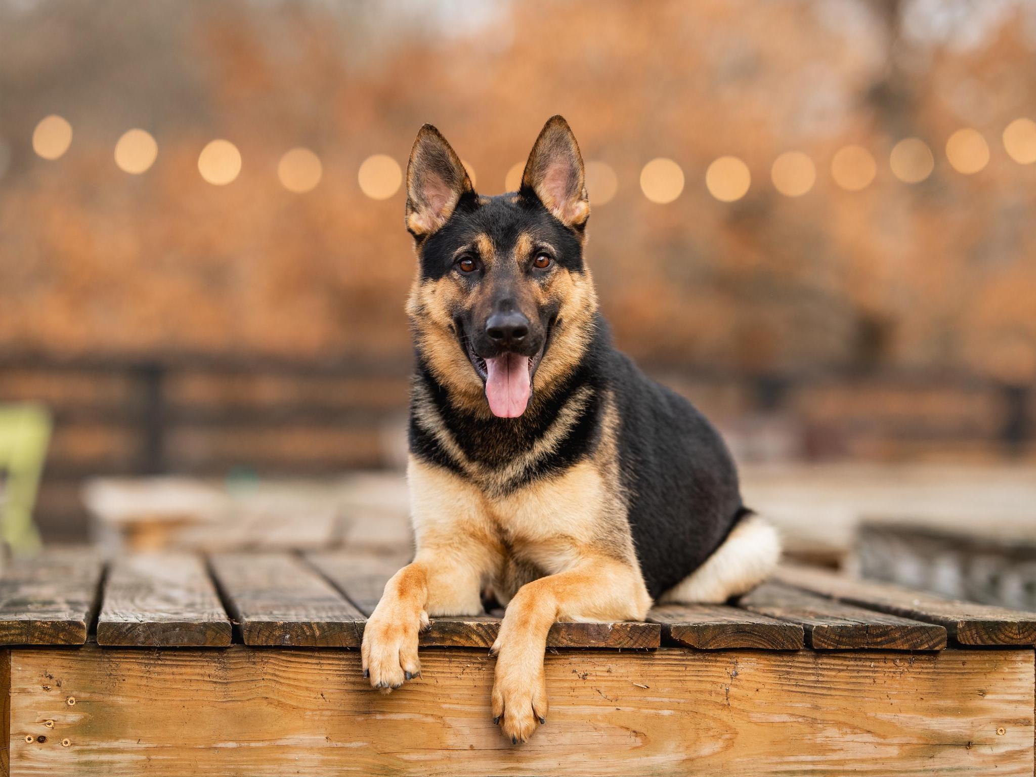 Dierks von Prufenpuden Image