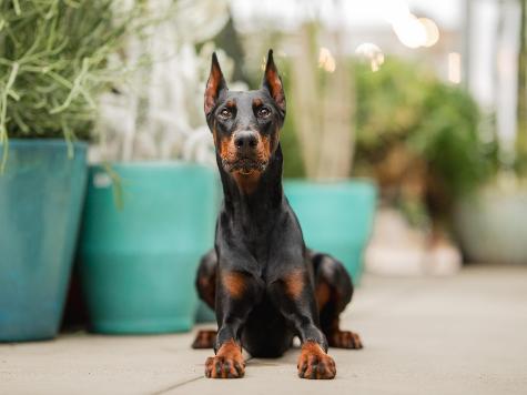 Harry von Prufenpuden thumbnail
