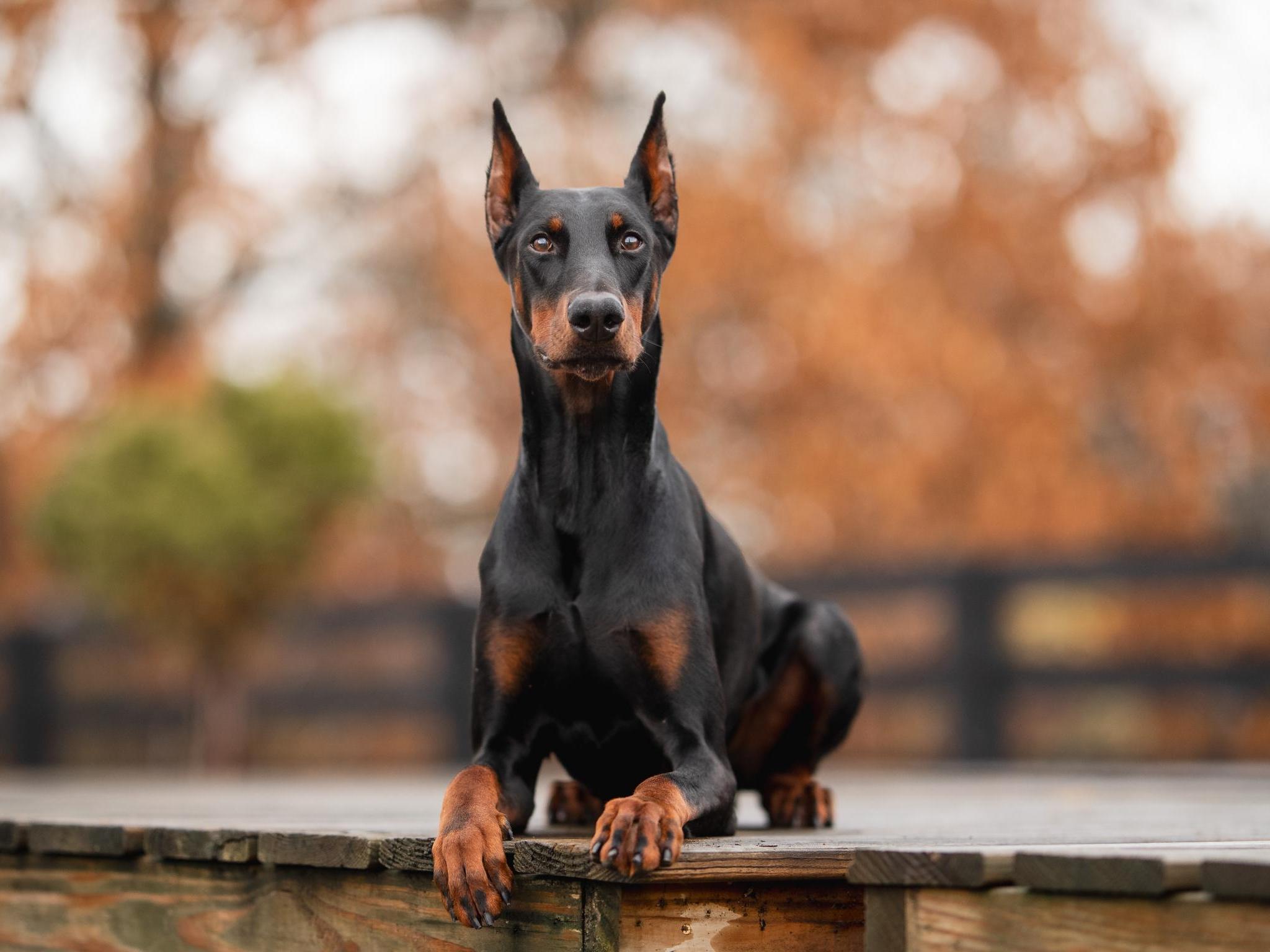 Harry von Prufenpuden Image