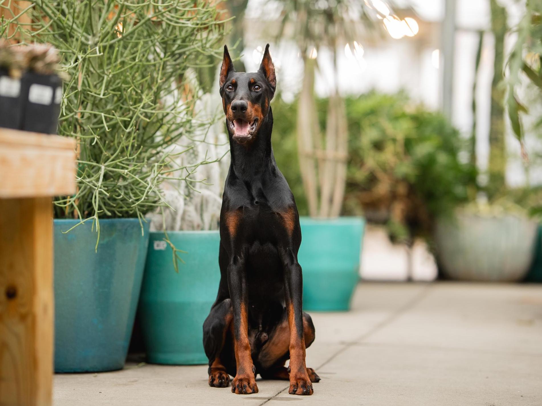 Harry von Prufenpuden Image