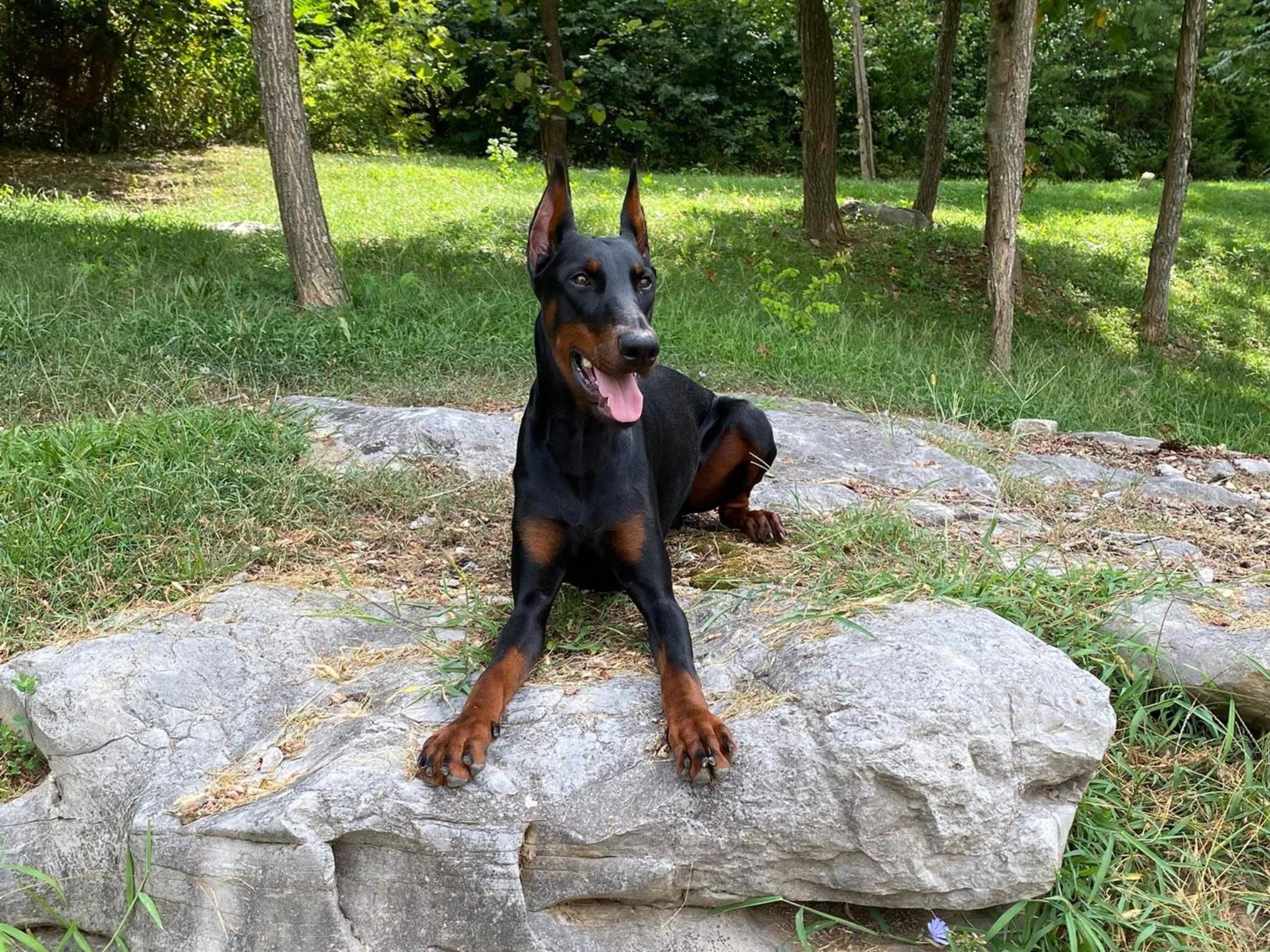 Harry von Prufenpuden Image