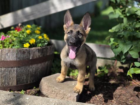 Tate von Prufenpuden thumbnail