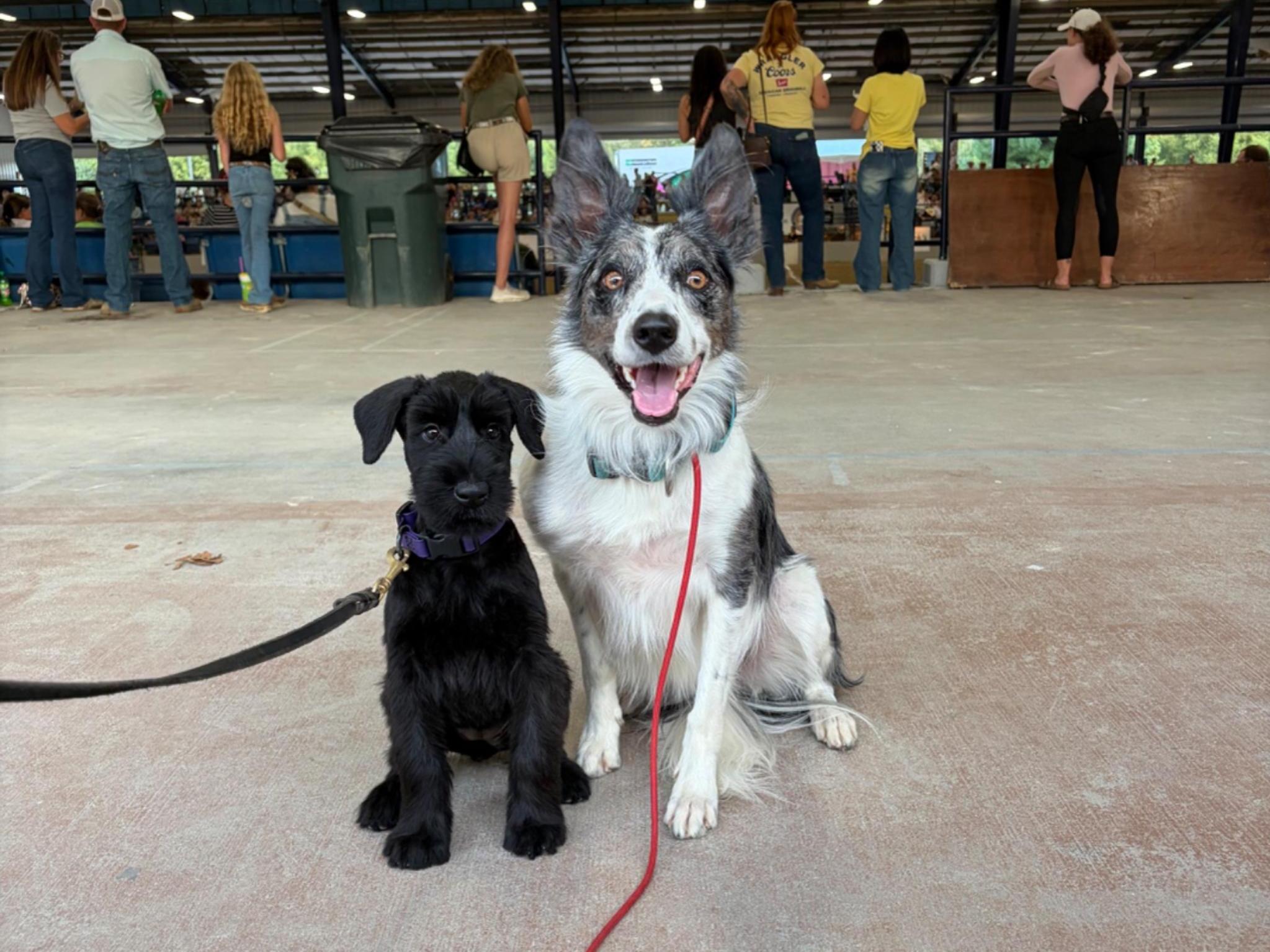 The "U" Litter Superstars Image
