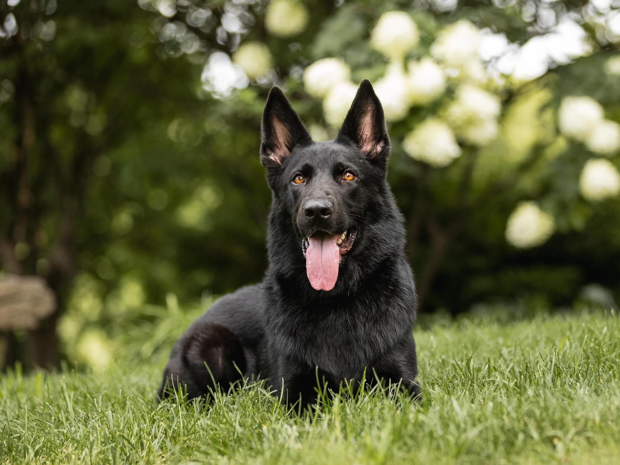 Fia von Prufenpuden Image