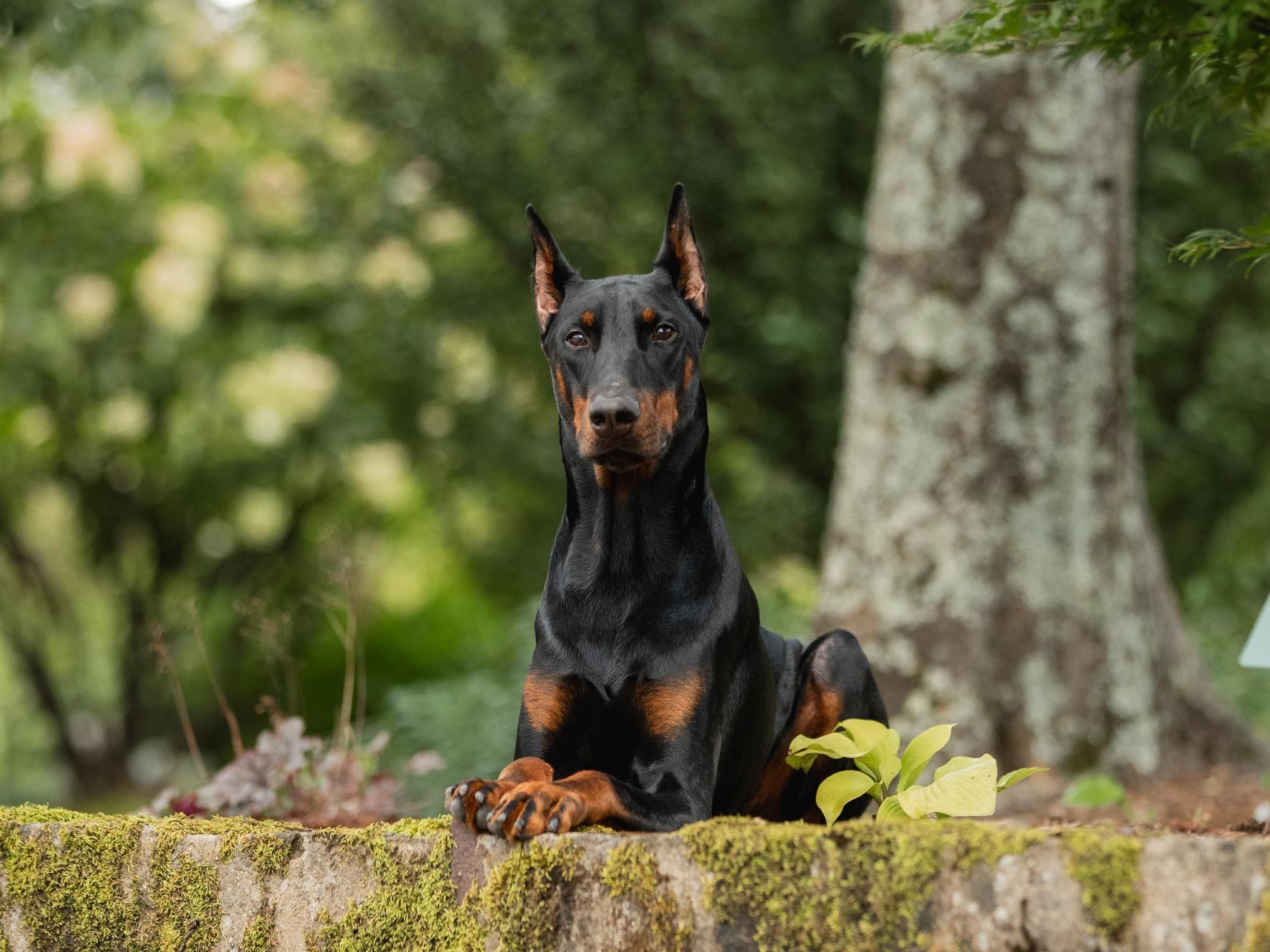 Haze von Prufenpuden Image