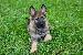 A picture of a dog