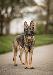 A picture of a dog