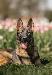 A picture of a dog