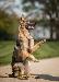 A picture of a dog