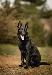 A picture of a dog