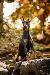 A picture of a dog