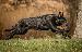 A picture of a dog