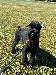A picture of a dog