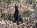 A picture of a dog