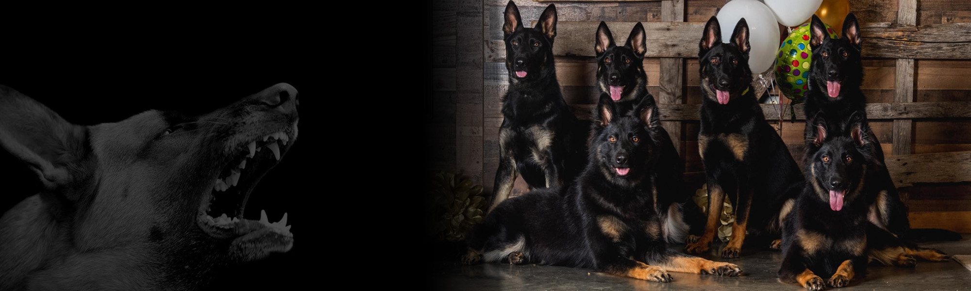 Protection Dog Sales, best dog breeds in the world