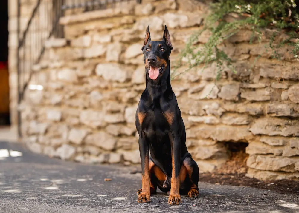Doberman Pinscher Protection Dog