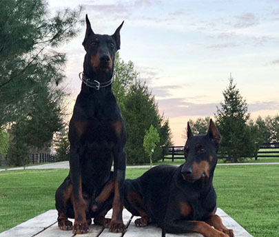 Giant doberman for best sale sale
