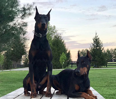 Doberman Pinscher Protection Dog