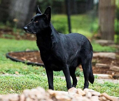 German Shepherd Protection Dog