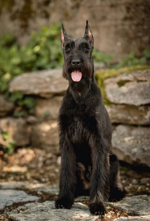Protection Dog Sales team David Harris, Jenni Harris, and Daniel Cravens