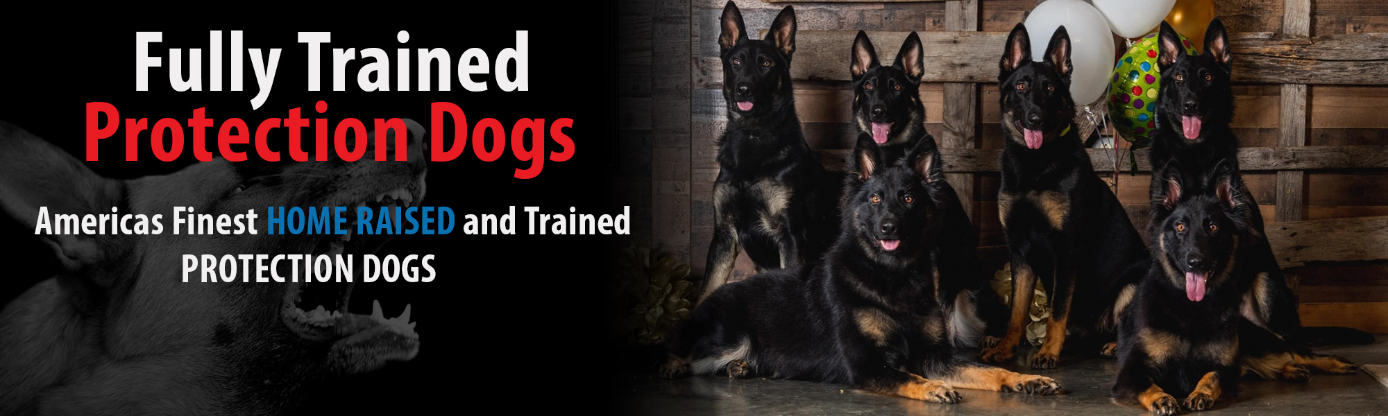 Protection Dog Sales, best dog breeds in the world