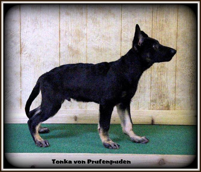 Tonka von Prufenpuden (Sold)