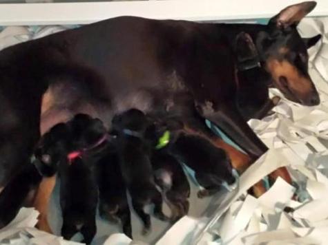 Doberman Puppies BAB & Super Dog Candidates Image