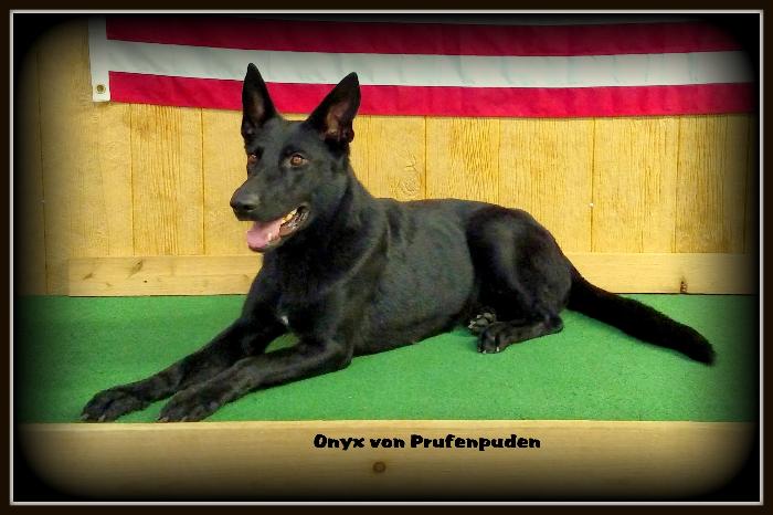 Onyx von Prufenpuden (Sold) Image