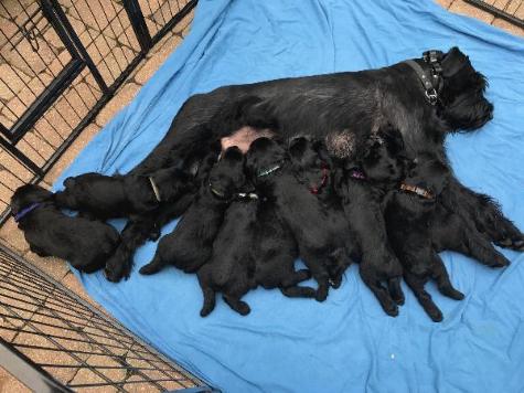 G.S.Puppies "Super Dog" Or "Elite Super Dog"  Image