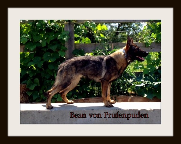 Bean von Prufenpuden (Sold) Image