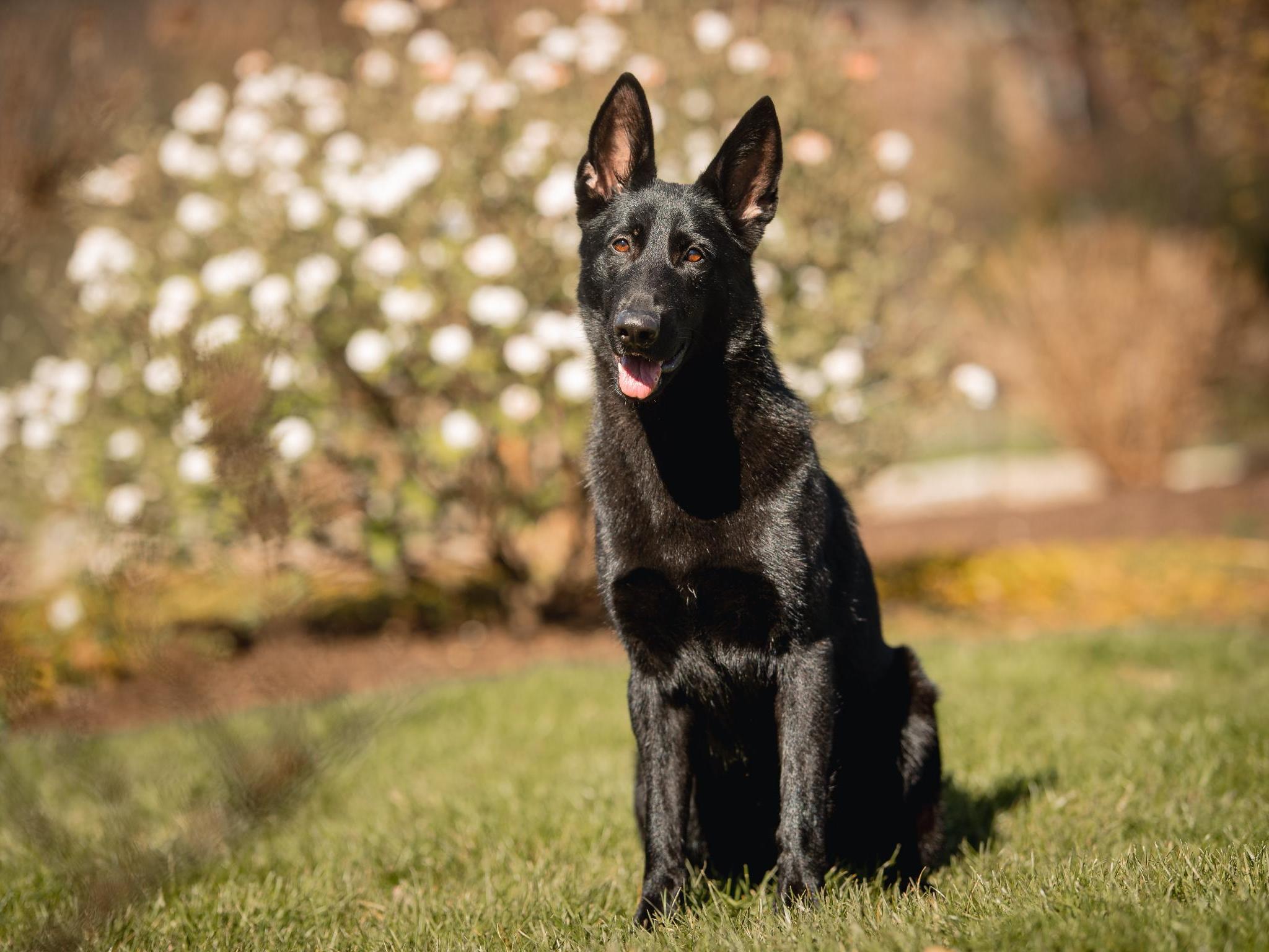 David harris protection shop dog sales