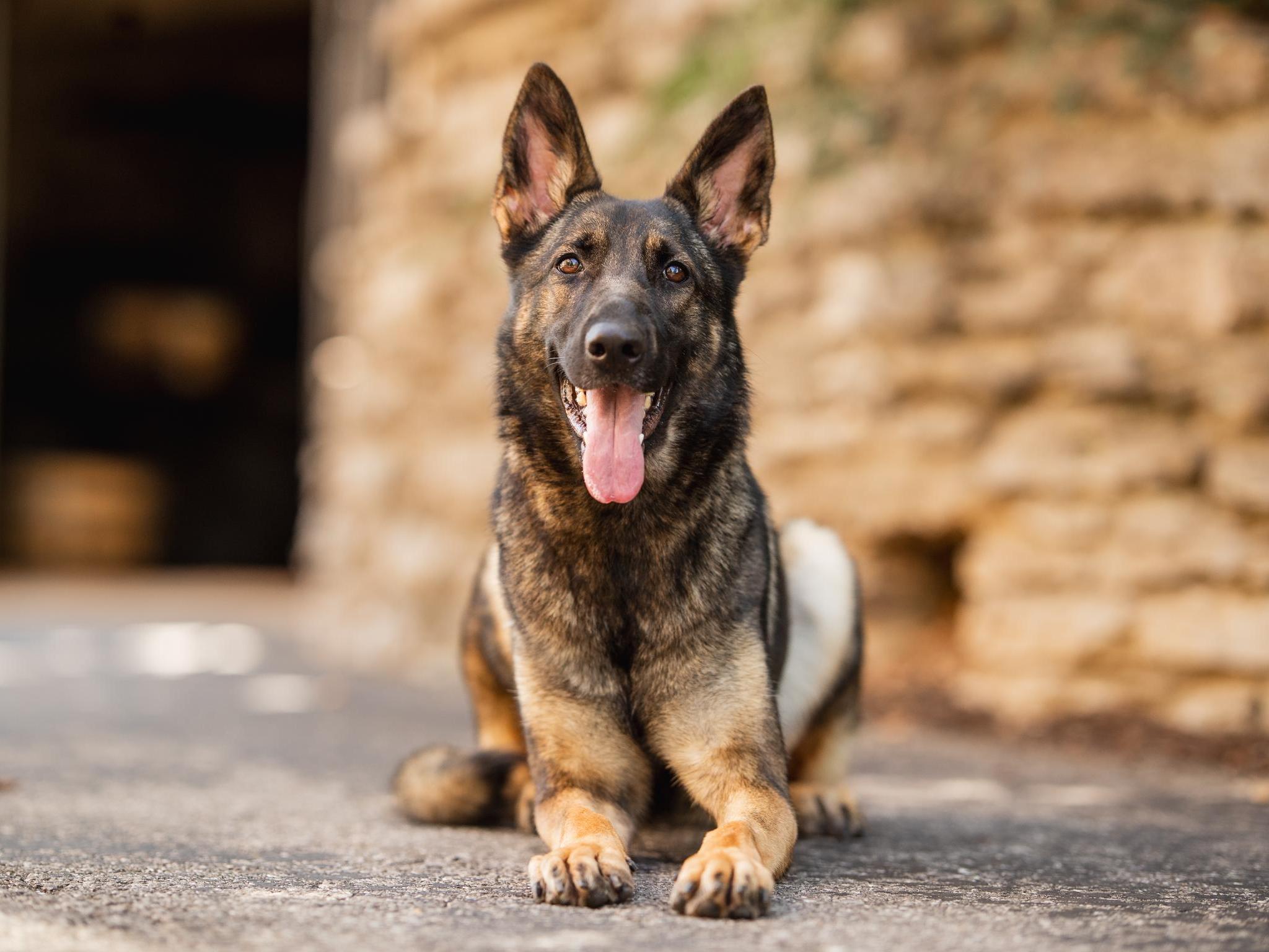 Yuba von Prufenpuden Image