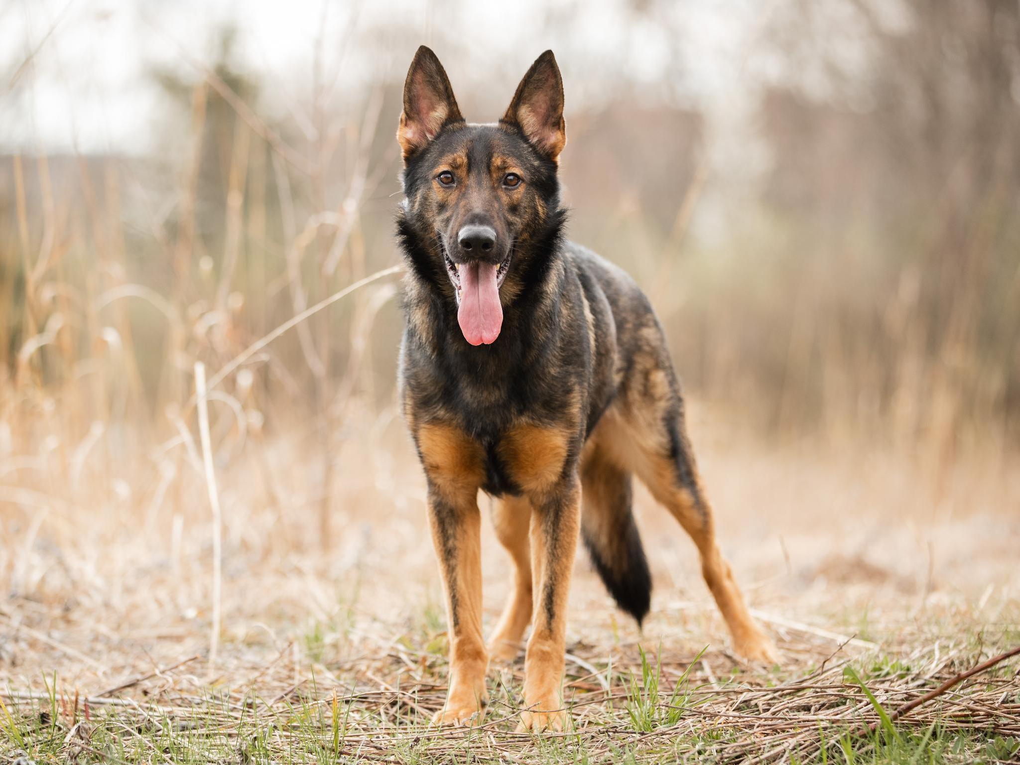 Yitro von Prufenpuden