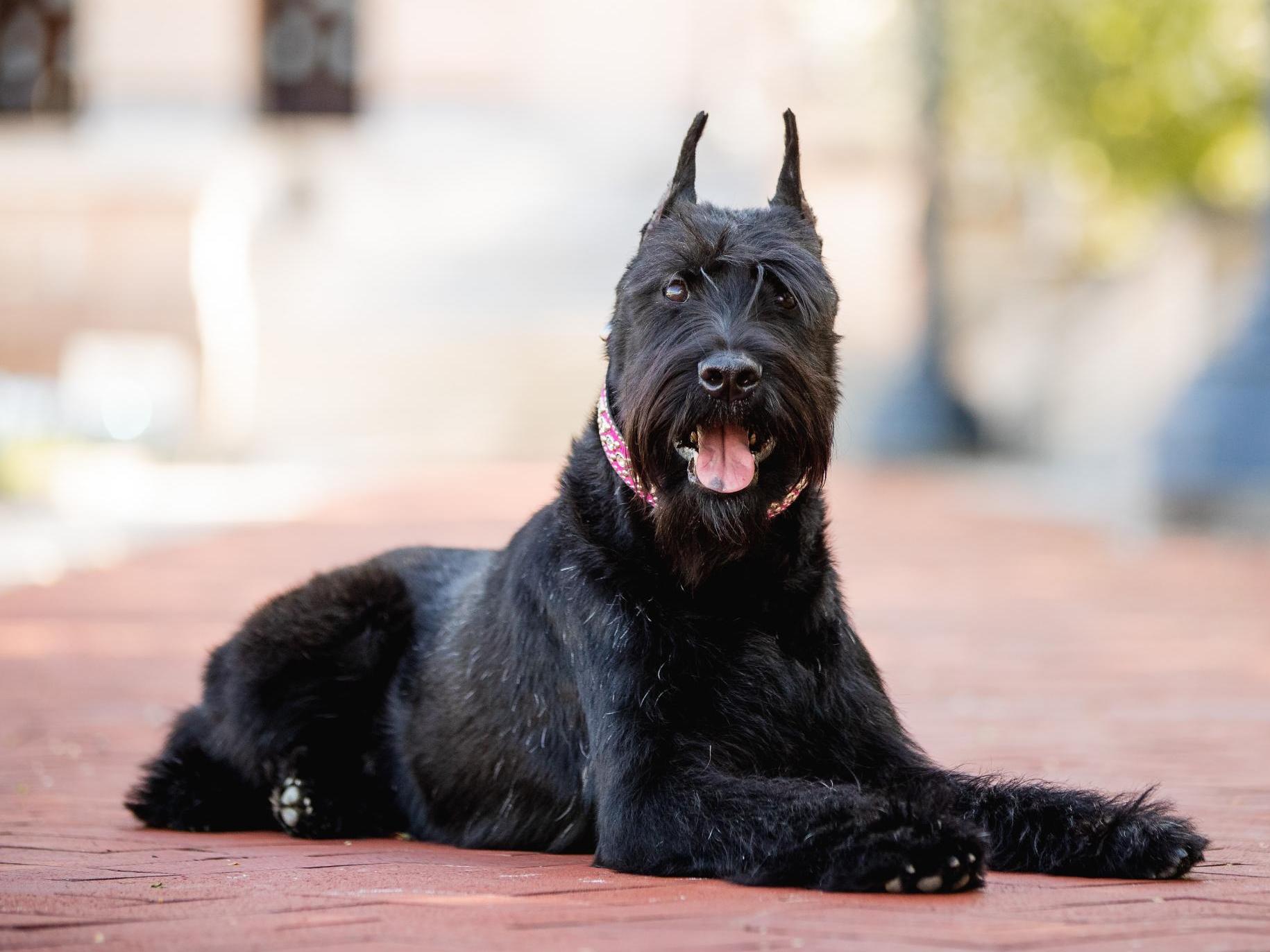 Aslan von Prufenpuden