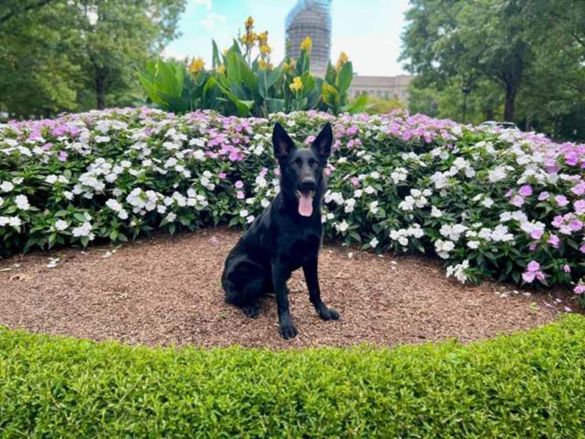 Protection Dogs For Sale Protection Dog Sales