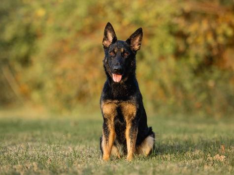 Bindi von Prufenpuden Image