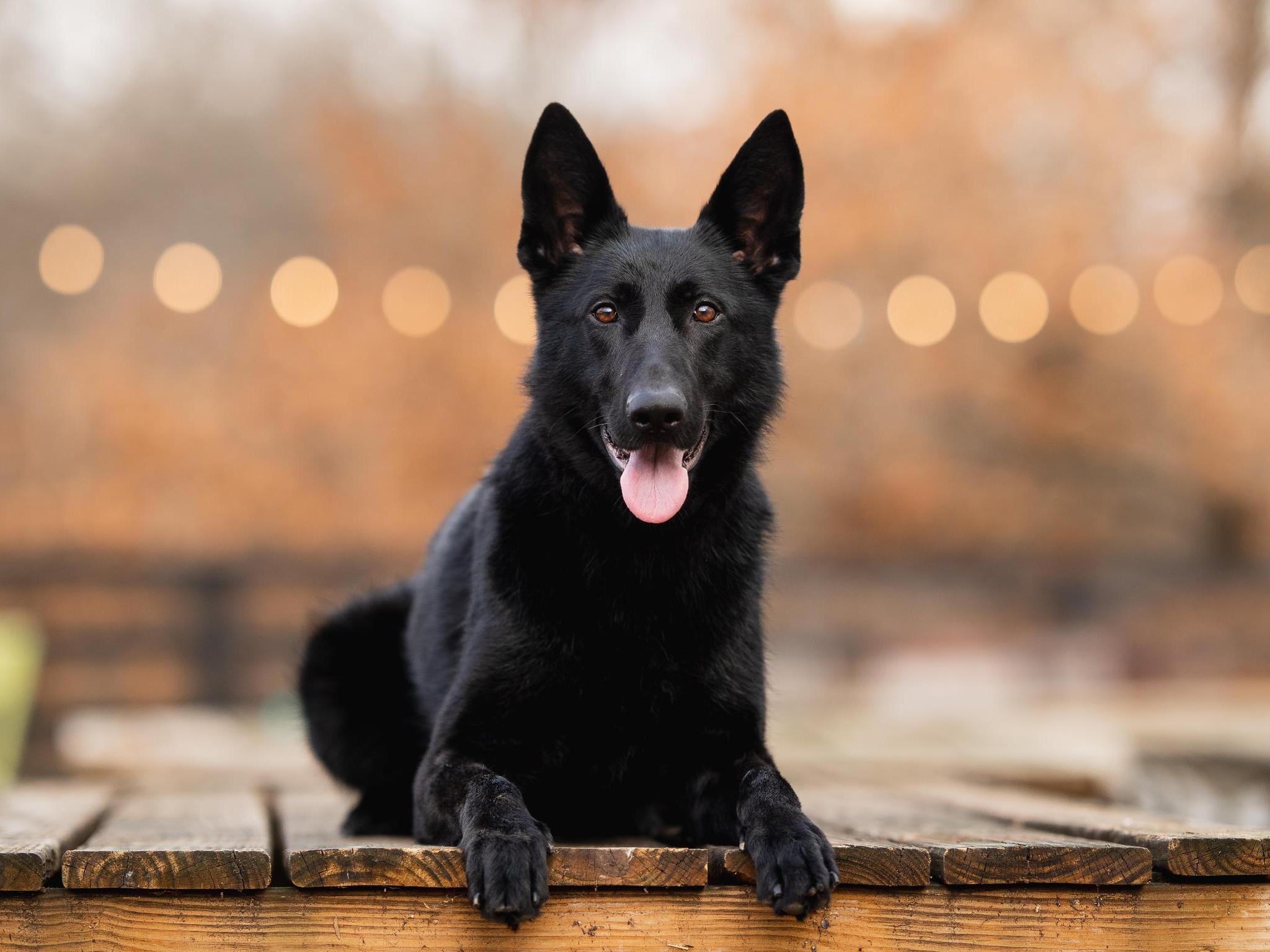 Binge von Prufenpuden Image