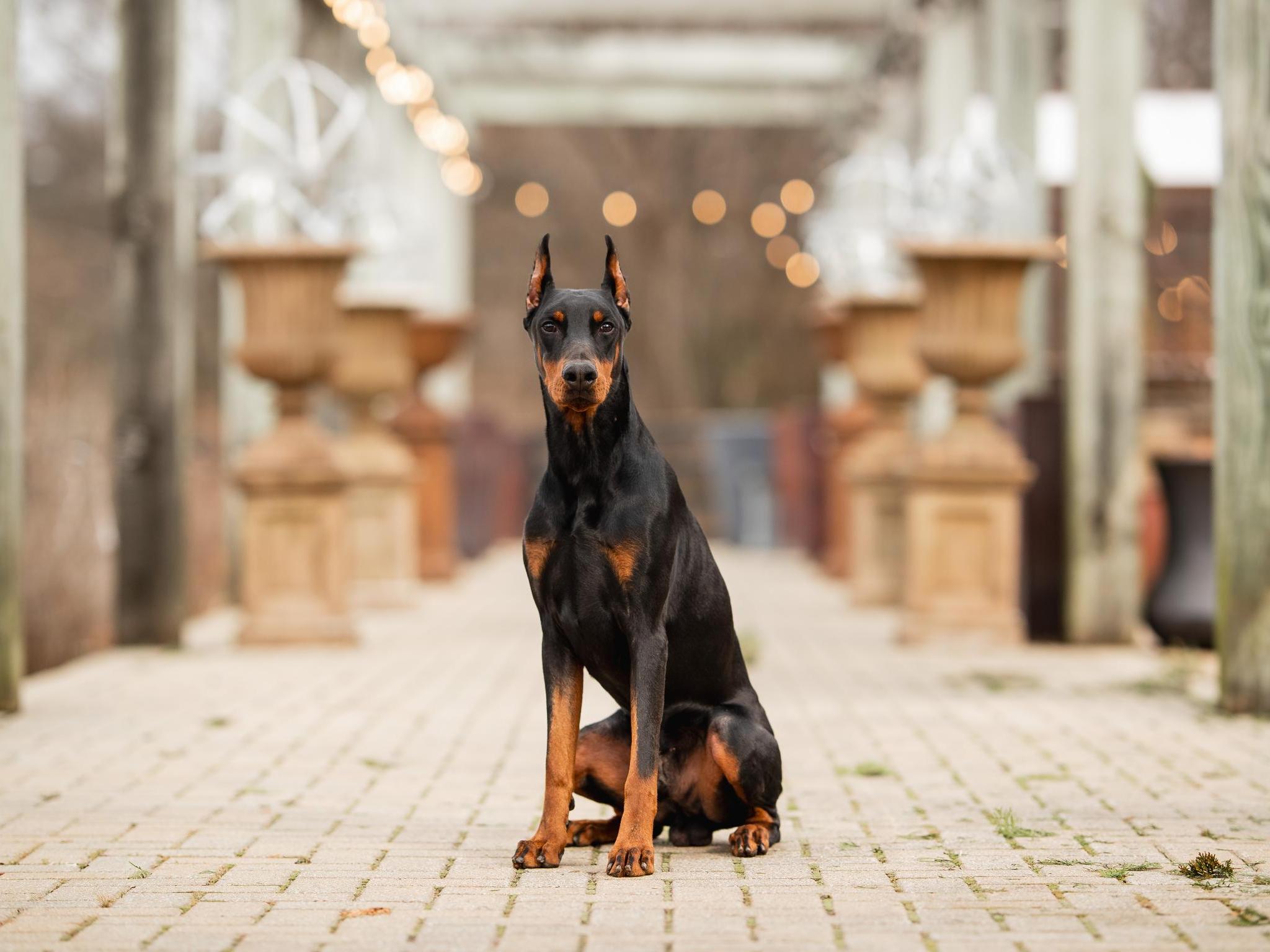 Goggins von Prufenpuden CD Image