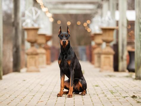 Goggins von Prufenpuden CD Image