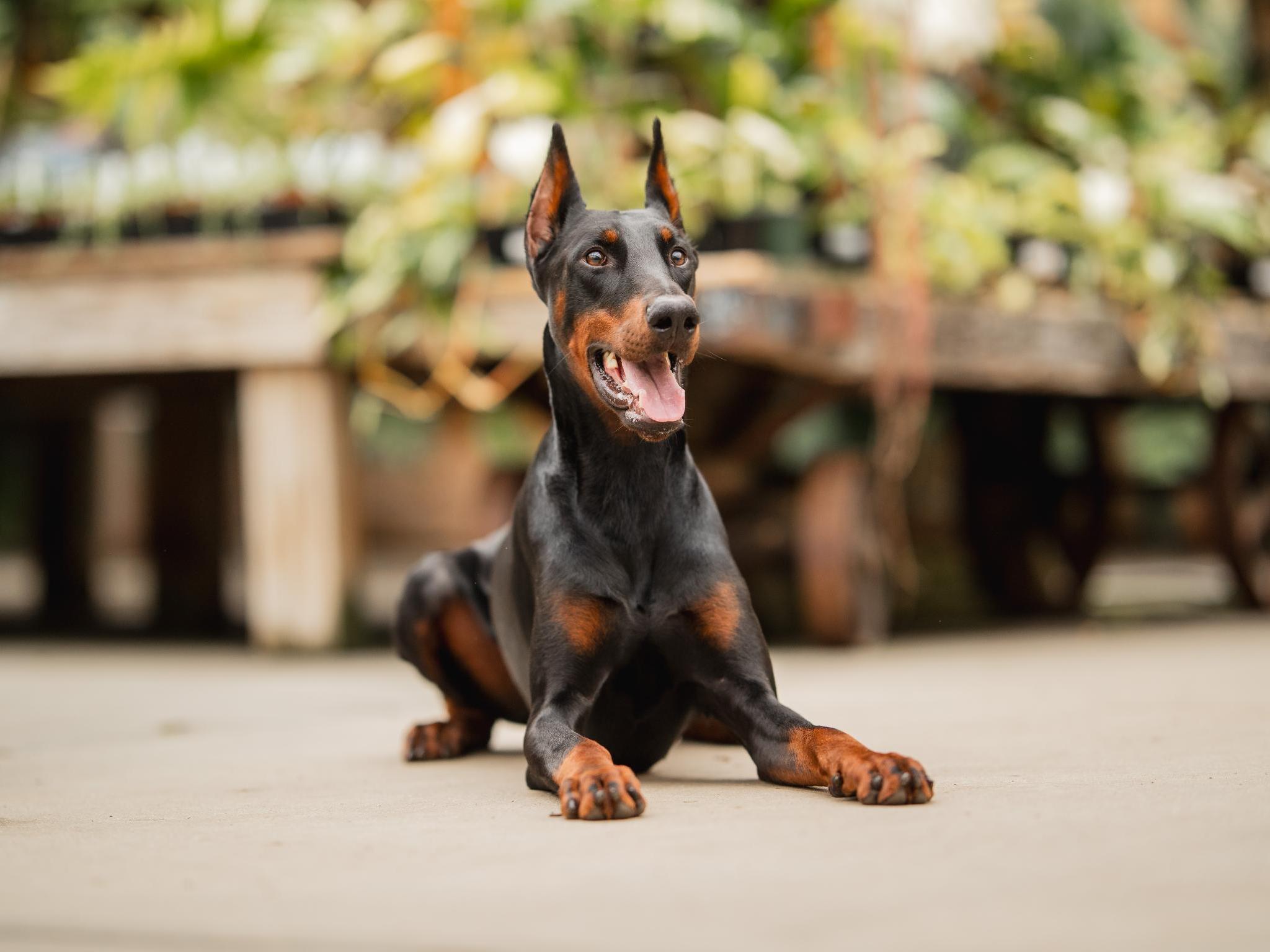 Harry von Prufenpuden Image