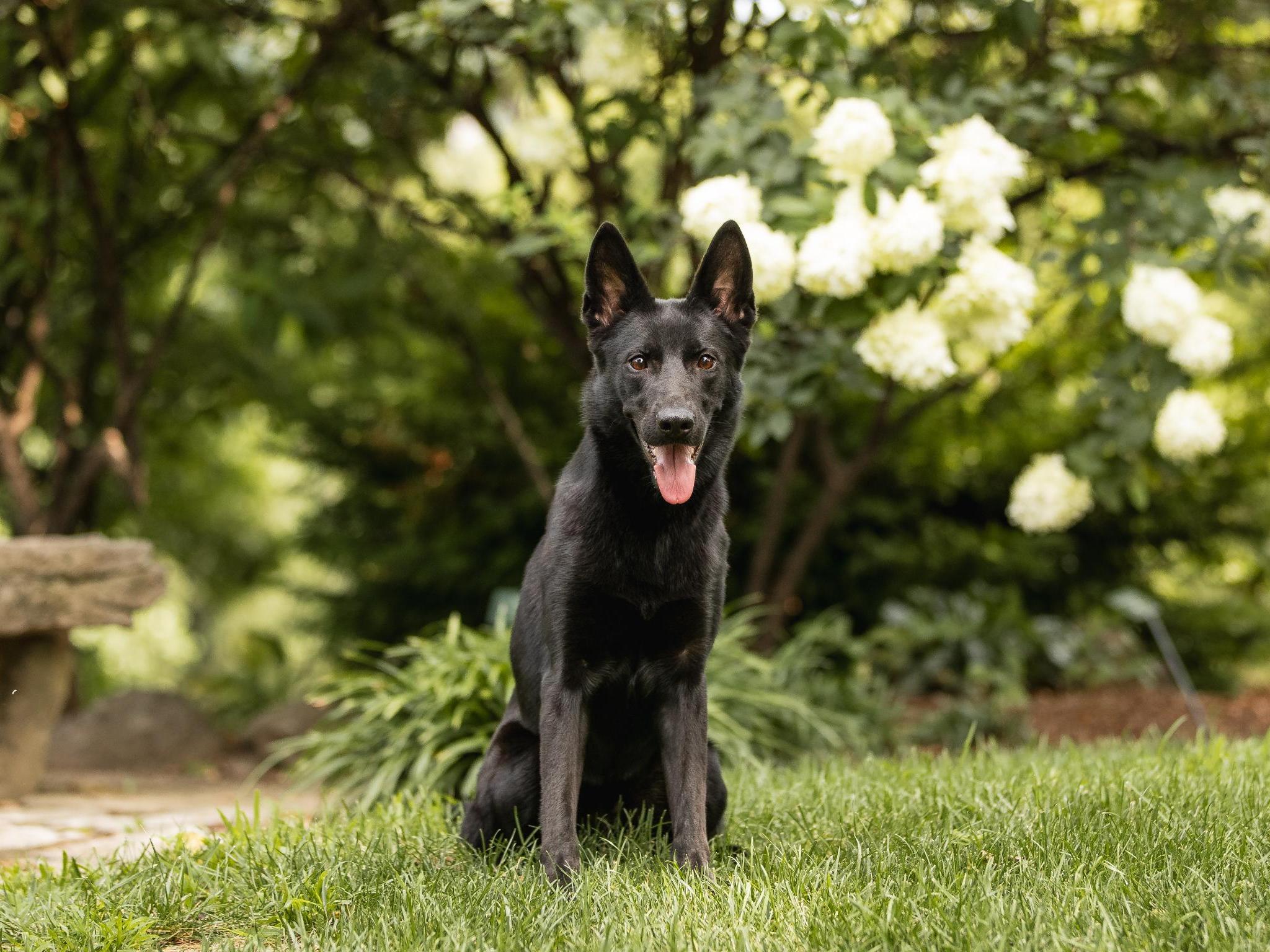 Darby von Prufenpuden Image