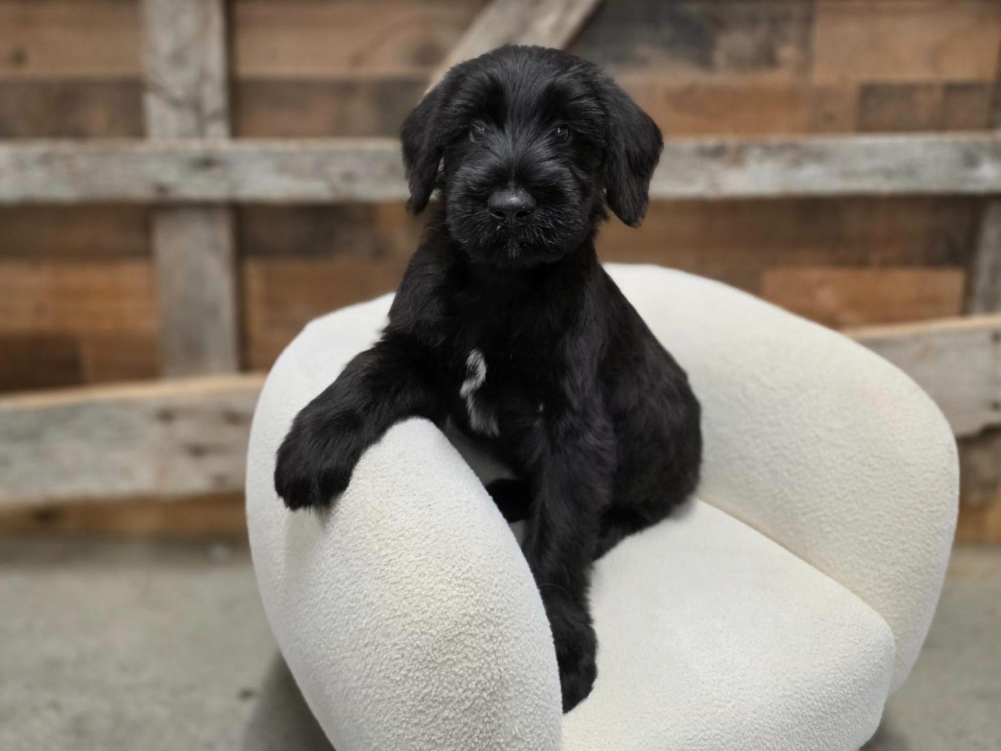 The "U" Litter Superstars Image